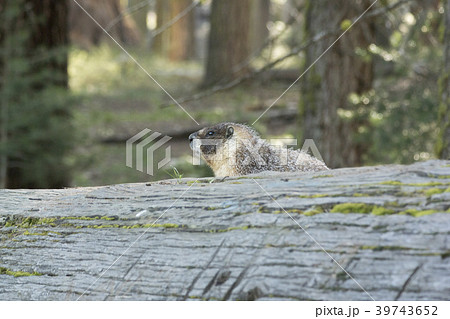 キバラマーモット キバラマーモット 39743652