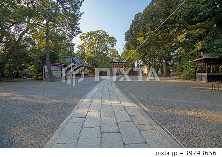 大宮 氷川神社 参道の写真素材