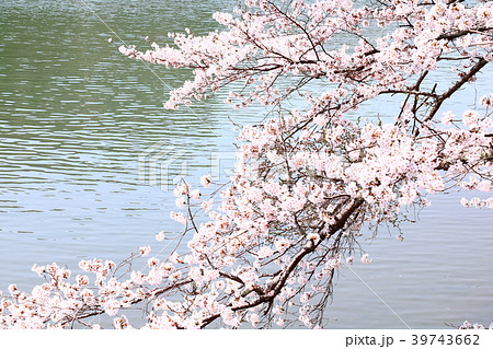 岐阜県恵那峡の桜 39743662