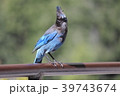 ステラカケス ステラカケス 39743674