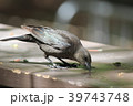 テリムクドリモドキ テリムクドリモドキ 39743748