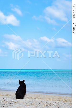 コンドイ浜の猫 39744547