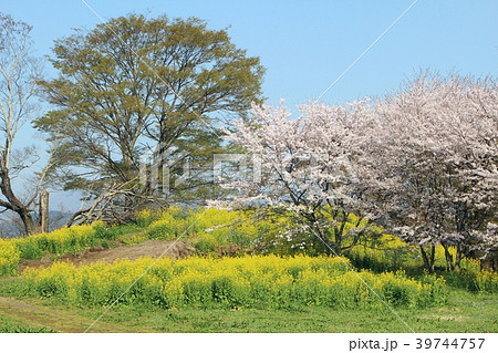 岡城　桜と菜の花の風景 39744757