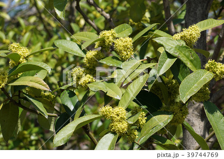 タラヨウの花 タラヨウの花 39744769
