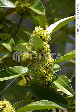 タラヨウの花 39744775