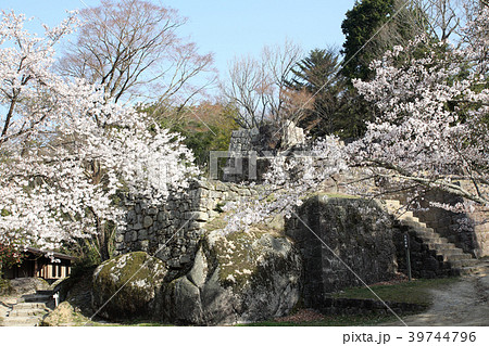 桜満開の苗木城大矢倉跡 39744796