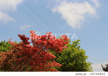 葛城山ヤマツツジと新緑 葛城山ヤマツツジと新緑 39744842