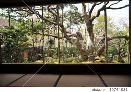 宝泉院　五葉松2018年 39744881