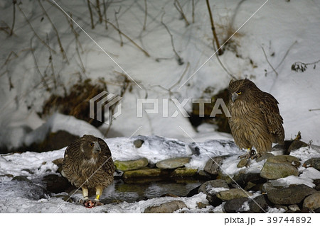 シマフクロウの夫婦 シマフクロウの夫婦 39744892