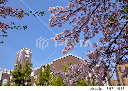 サクラサク京大 京都大学の春 京都大学吉田キャンパス 京都大学百周年時計台記念館 サクラサク京大 京都大学の春 京都大学吉田キャンパス 京都大学百周年時計台記念館 39744913