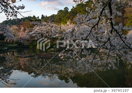 新潟県村松公園の桜 39745197