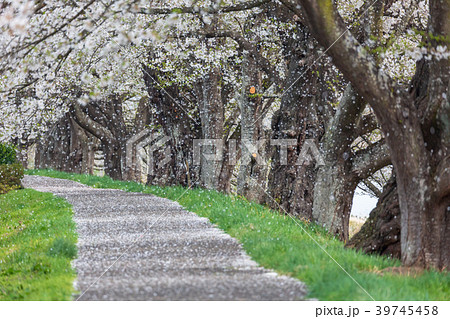 一目千本桜　大河原　桜吹雪 39745458