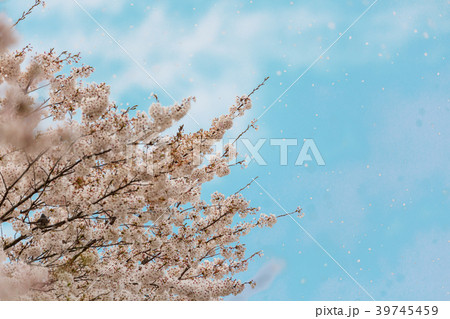 一目千本桜　大河原　桜吹雪 39745459