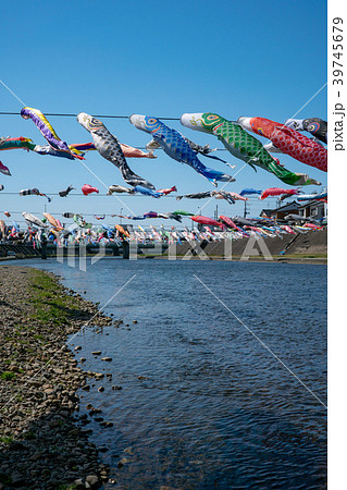 新潟県加茂川の鯉のぼりの群泳の写真素材