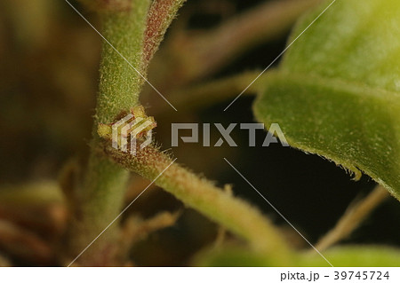 自然 植物 クヌギ、雌花です。新枝の葉腋に咲く小さな花ですが見つけるのに苦労します 自然 植物 クヌギ、雌花です。新枝の葉腋に咲く小さな花ですが見つけるのに苦労します 39745724