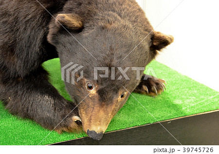 熊のはく製 39745726