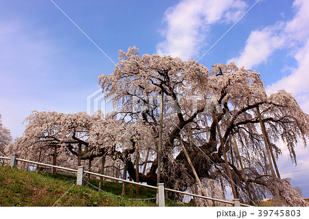 満開の三春滝桜(2) 39745803