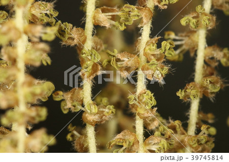 自然　植物　クヌギ、雄花です。雄蕊が伸びて満開状態ですが・・・ 39745814