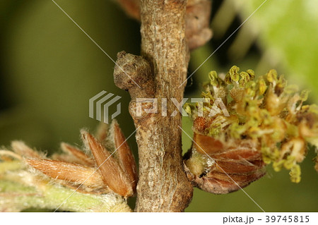 自然　植物　クヌギ、去年の雌花（今年ドングリになる？）と今年の雄花と芽吹いた芽の芽鱗。賑やかです 39745815