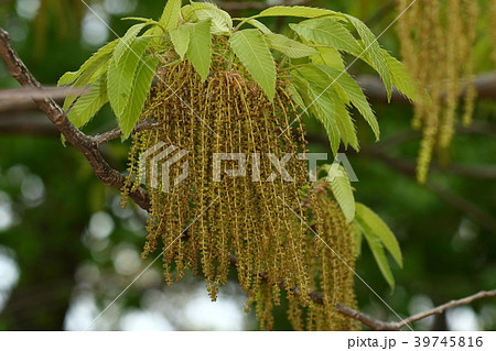 自然　植物　クヌギ、雌花の花序です。ボサボサでボリューミー、かなり目立ちます 39745816