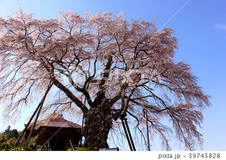 満開になった不動桜(3) 満開になった不動桜(3) 39745828
