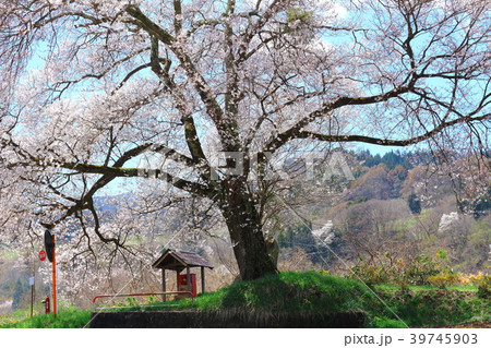 美しき桜の花 その201804 :  花と植物が織りなす色紙 その201804 美しき桜の花 その201804 :  花と植物が織りなす色紙 その201804 39745903