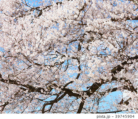 美しき桜の花 その201804 :  花と植物が織りなす色紙 その201804 美しき桜の花 その201804 :  花と植物が織りなす色紙 その201804 39745904