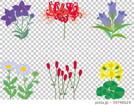 野の花 野の花 39746029