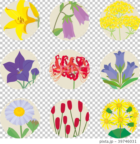 野花 野花 39746031