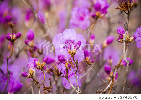 ツツジ 花 植物 39746570