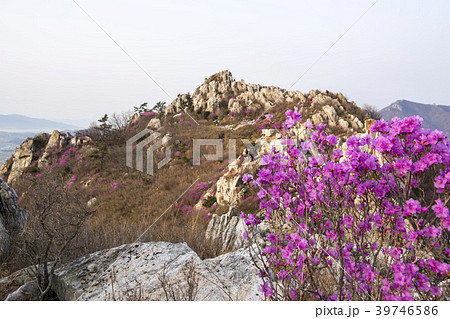 ツツジ 花 風景 39746586