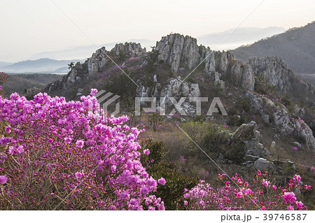 ツツジ 花 風景 39746587
