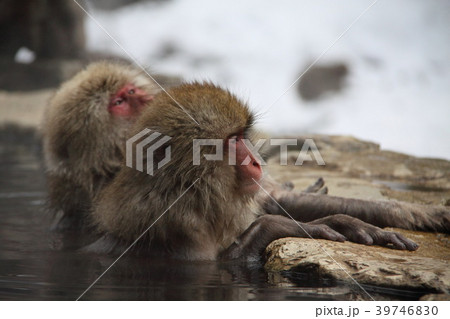 地獄谷野猿公苑　世界で唯一温泉に入るサル 39746830