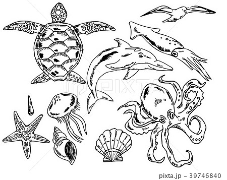 Summer sea creatures illustration set line drawing - Stock Illustration  [39746840] - PIXTA