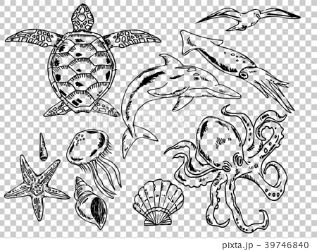 Summer sea creatures illustration set line drawing - Stock Illustration  [39746840] - PIXTA