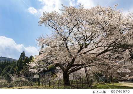 久保山分校の桜 久保山分校の桜 39746970