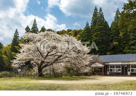 久保山分校の桜 39746972