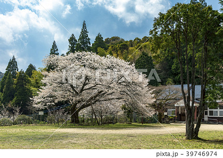 久保山分校の桜 久保山分校の桜 39746974
