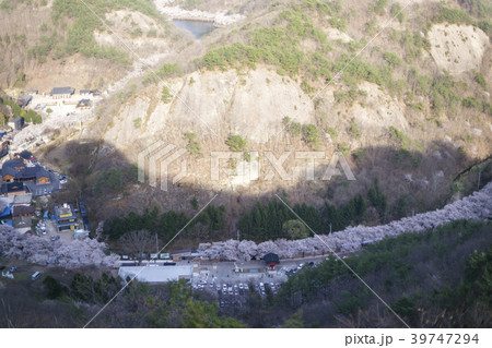 風景 山 桜 39747294