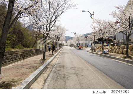 木 風景 桜 39747303