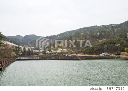 木 風景 山 39747312