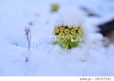フキ フキノトウ 雪の写真素材