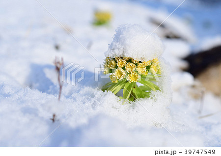 フキ フキノトウ 雪の写真素材