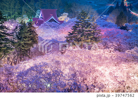 高頭城址公園の桜 39747562