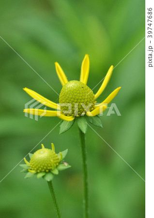 元気に咲くぞ 39747686