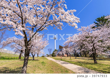 桜咲く狭山公園 堤防に続く坂 39747933
