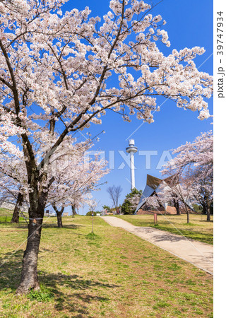 桜咲く狭山公園 堤防に続く坂 桜咲く狭山公園 堤防に続く坂 39747934