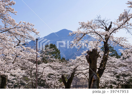 埼玉県秩父市 桜咲く羊山公園の風景の写真素材