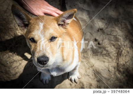 Stray dogs hungry and hand women on the sand floor Stray dogs hungry and hand women on the sand floor 39748064