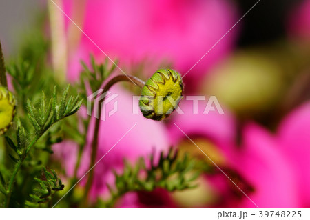 花ホタル 花 花ホタル 花 39748225